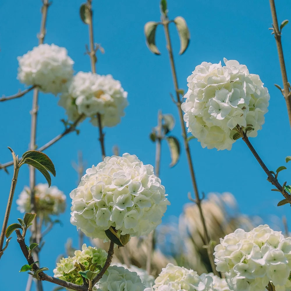 Chinese Snowball Viburnum (2.5 Gallon) White Blooming Deciduous Shrub - Full Sun Live Outdoor Plant